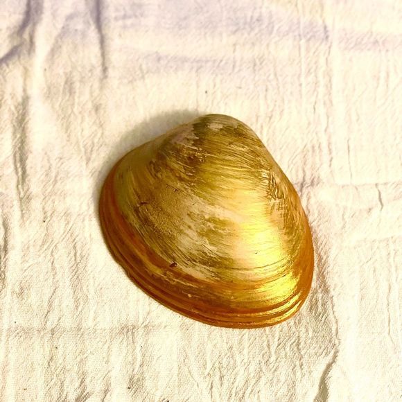 Clam Shell | Handmade | 4” Clam Shell | Swallow Bird - Picture 2 of 3